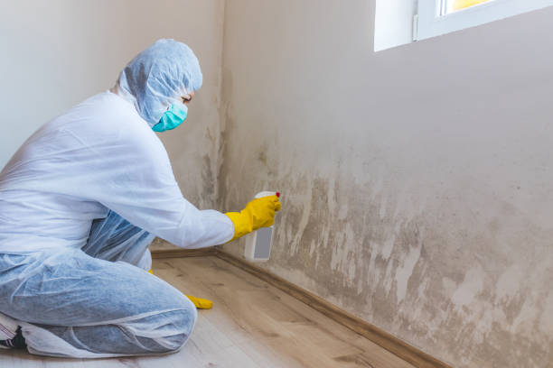 Licensed Mold Remediation service in Gasburg, VA - WQB Mold Removal